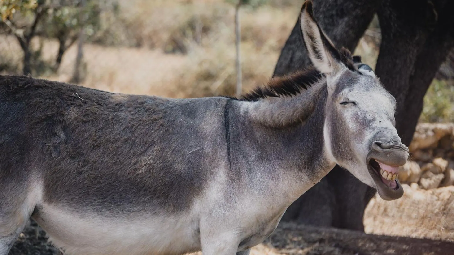 Agroturismo Ses Illes Costitx  Farm stay Costitx (Mallorca)